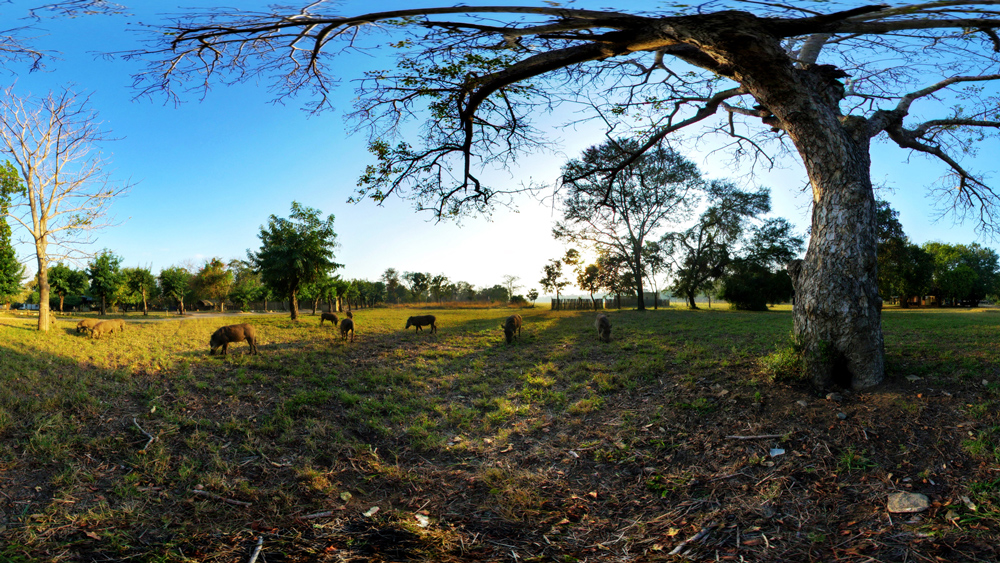 Gorongosa 360-Degree Cropped Image, PBS
