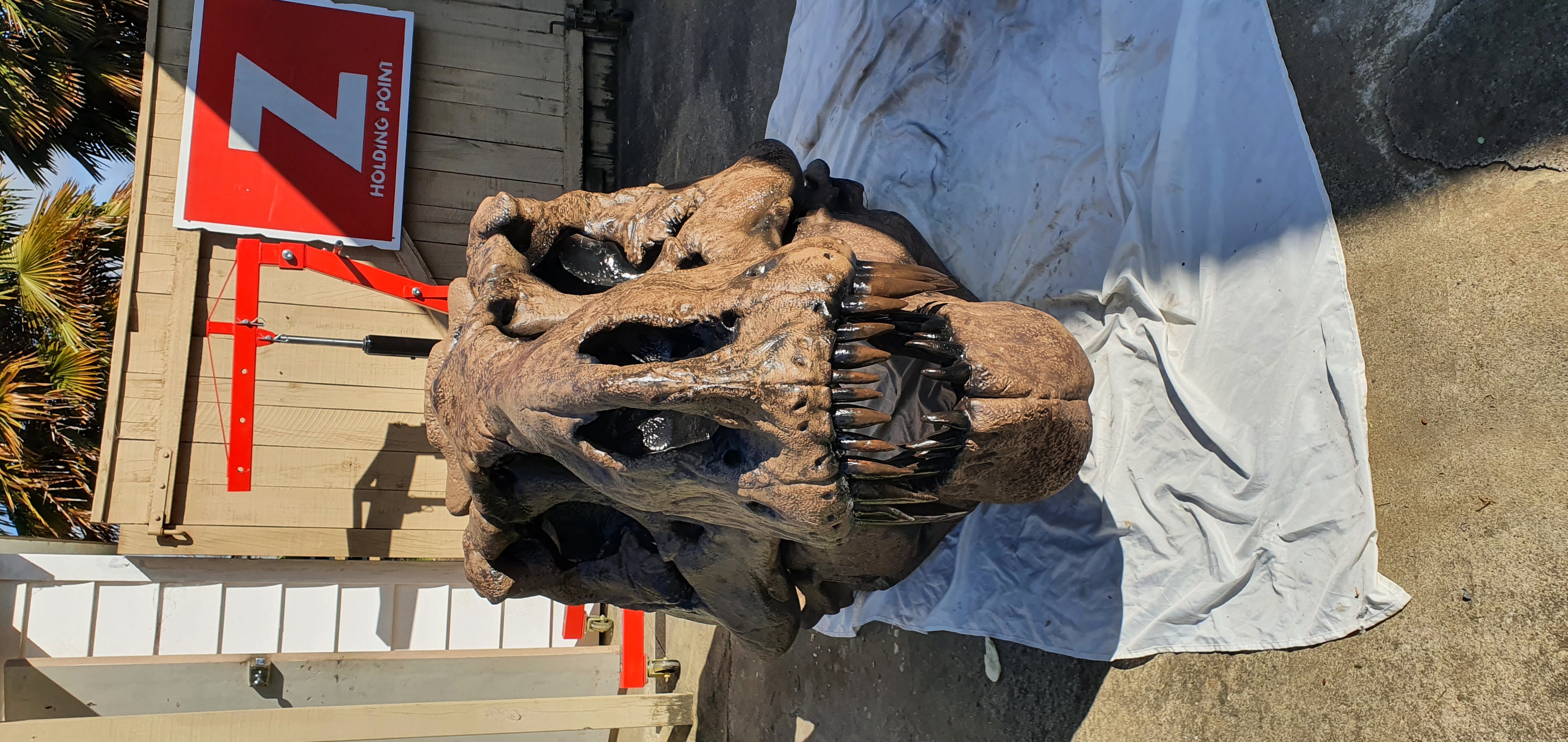 Tyrannosaurus Dinosaur T-Rex Skull